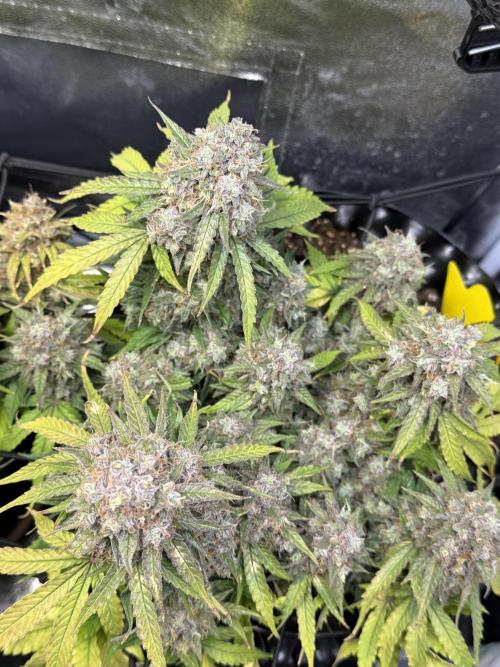 Autumn Grow. Week 11