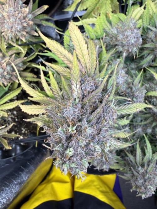 Autumn Grow. Week 11