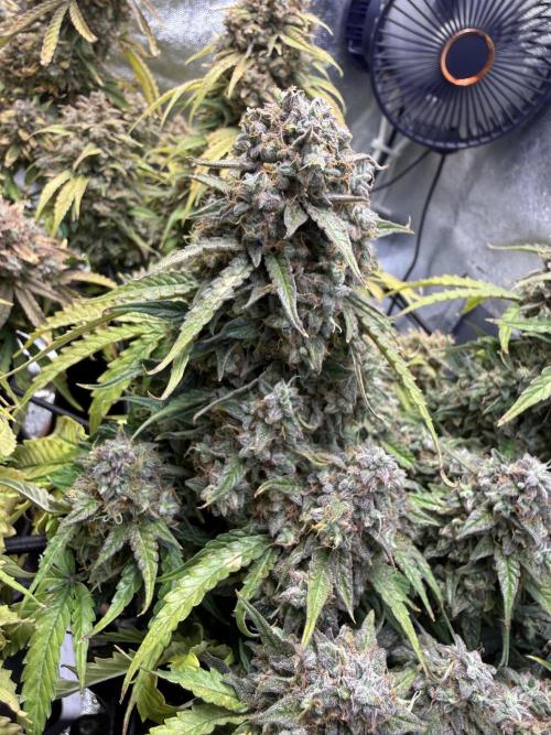 Autumn Grow. Week 11