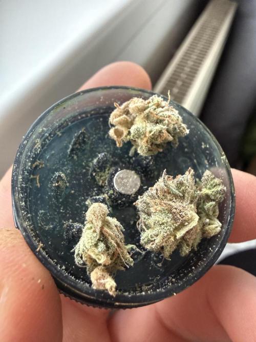 Autumn Grow. Week 12