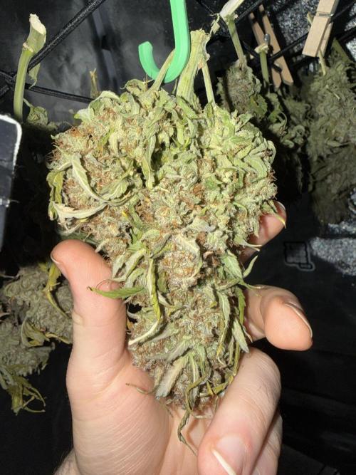 Autumn Grow. Week 12