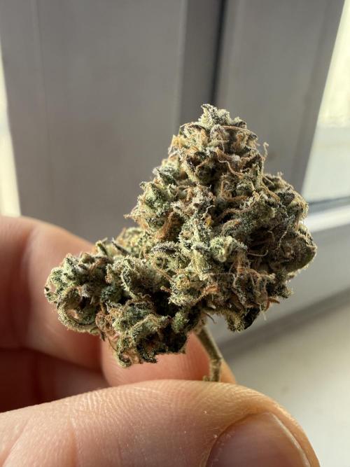 Autumn Grow. Week 12