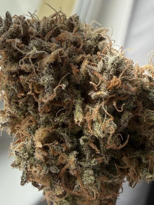 Autumn Grow. Week 12