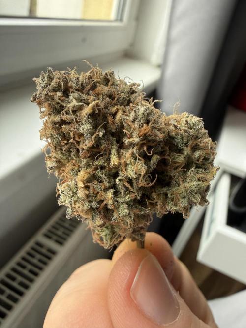 Autumn Grow. Week 12