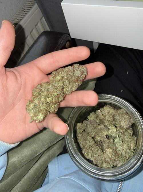 Autumn Grow. Week 12