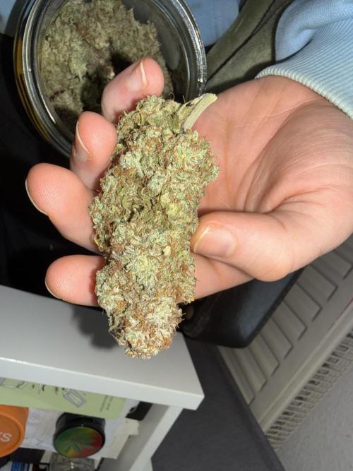 Autumn Grow. Week 12