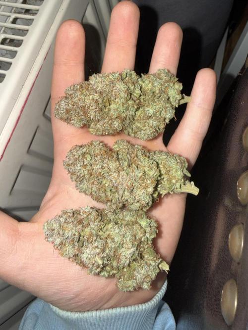 Autumn Grow. Week 12