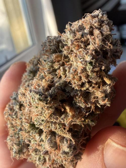 Autumn Grow. Week 12