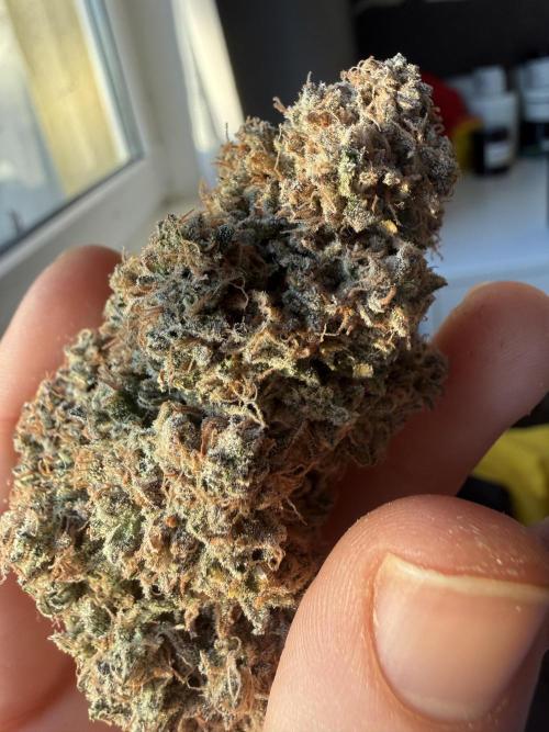 Autumn Grow. Week 12