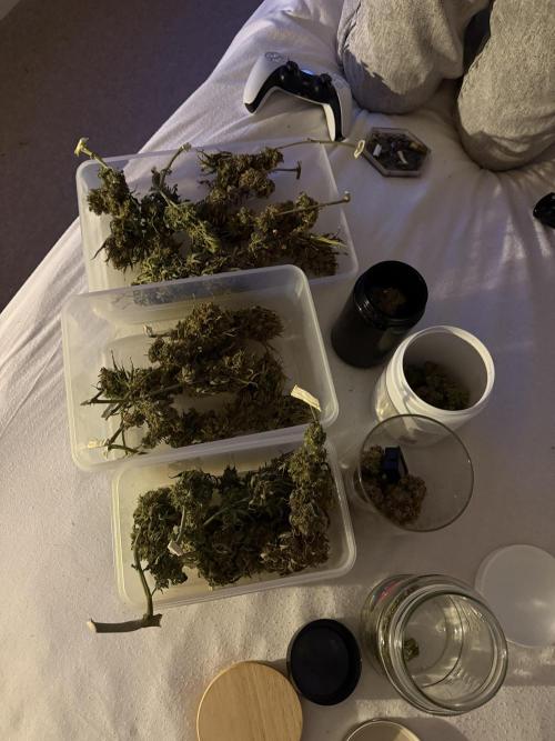 Autumn Grow. Week 12