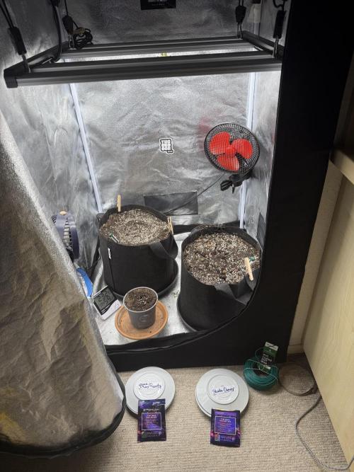 1st Living Soil , Wizard Trees. Week 0