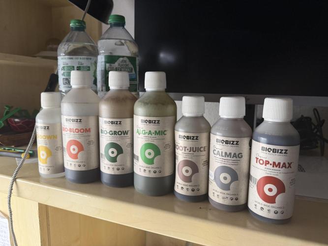 1st Living Soil , Wizard Trees. Week 0