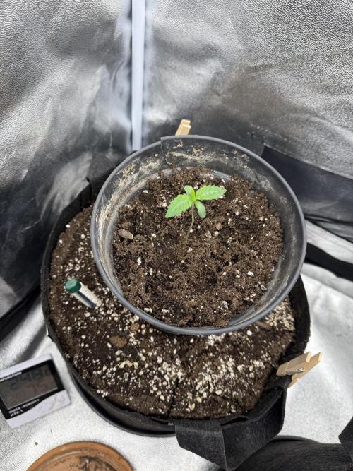 1st Living Soil , Wizard Trees. Week 1
