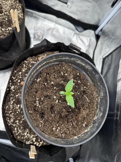 1st Living Soil , Wizard Trees. Week 1