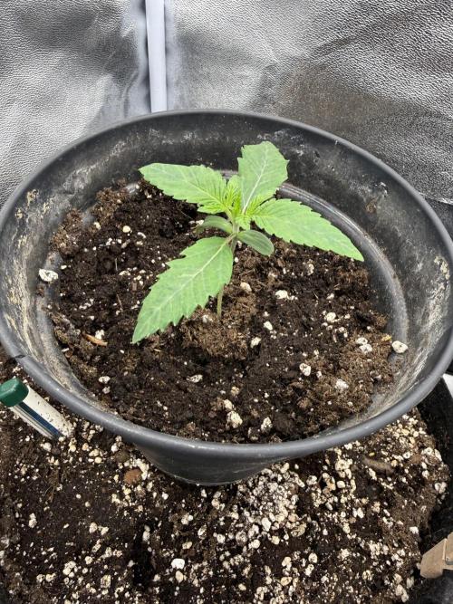 1st Living Soil , Wizard Trees. Week 2