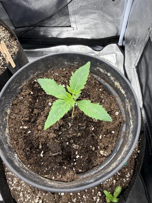 1st Living Soil , Wizard Trees. Week 2