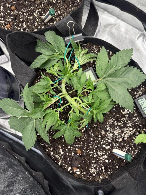 1st Living Soil , Wizard Trees. Week 5