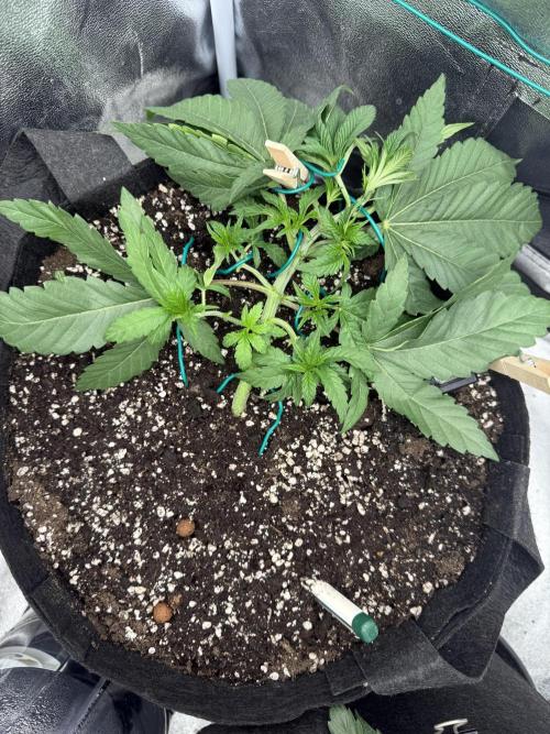 1st Living Soil , Wizard Trees. Week 5