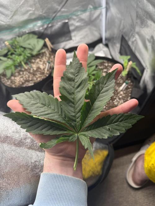 1st Living Soil , Wizard Trees. Week 5