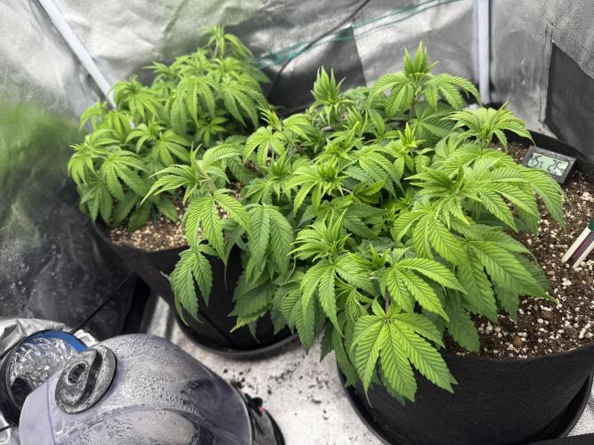 1st Living Soil , Wizard Trees. Week 6