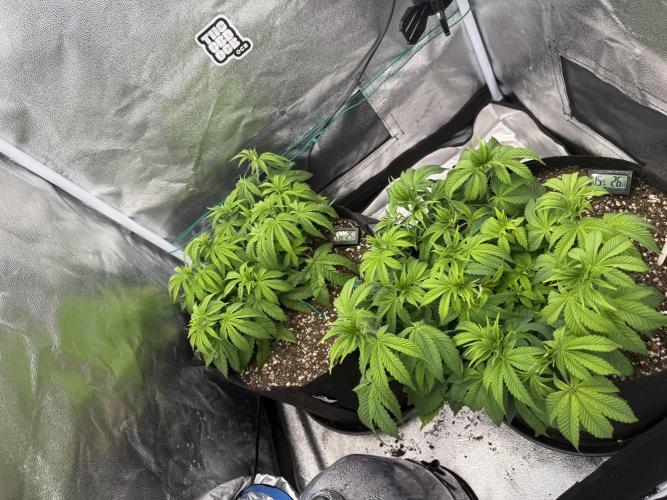 1st Living Soil , Wizard Trees. Week 6