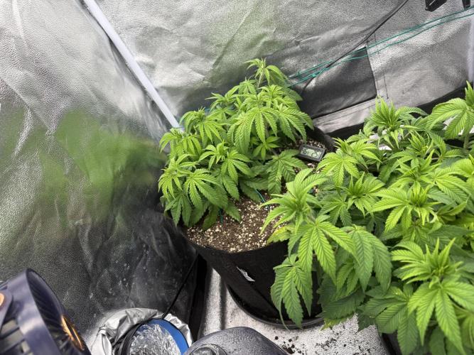 1st Living Soil , Wizard Trees. Week 6