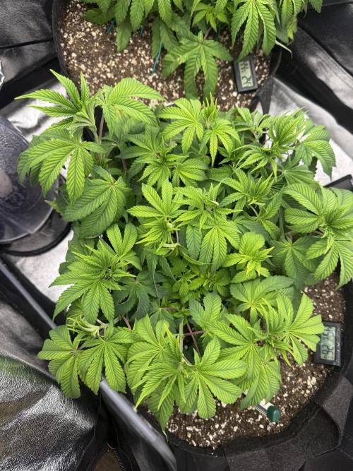 1st Living Soil , Wizard Trees. Week 6