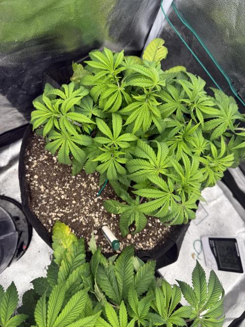 1st Living Soil , Wizard Trees. Week 6