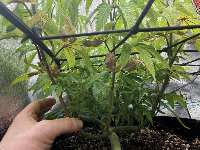 1st Living Soil , Wizard Trees. Week 9