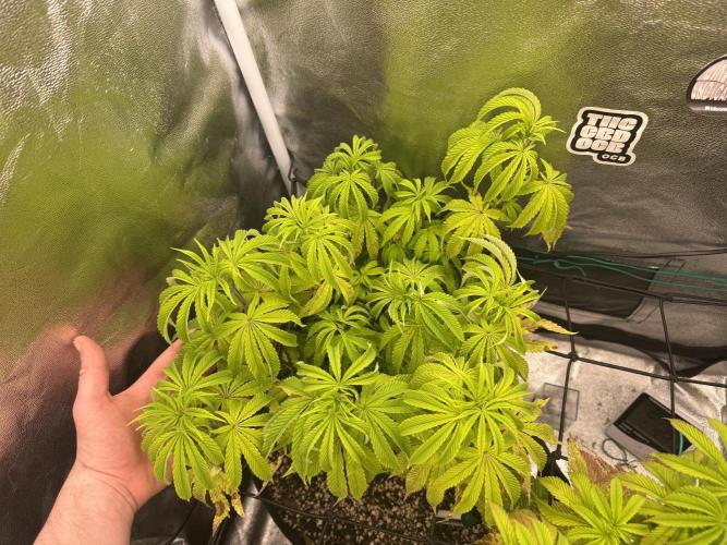 1st Living Soil , Wizard Trees. Week 9