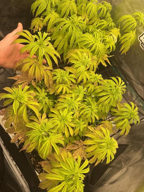 1st Living Soil , Wizard Trees. Week 9