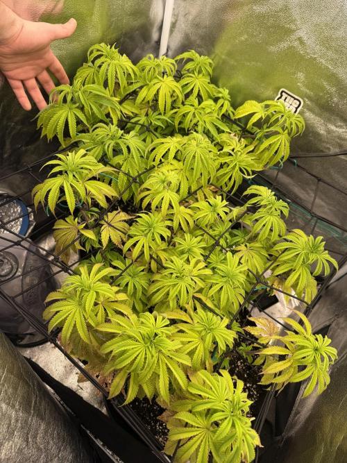 1st Living Soil , Wizard Trees. Week 10