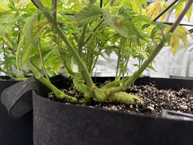 1st Living Soil , Wizard Trees. Week 10