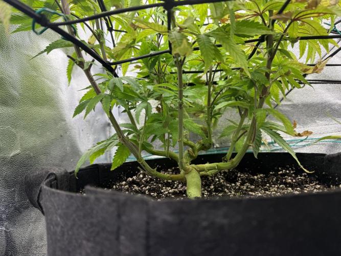 1st Living Soil , Wizard Trees. Week 10