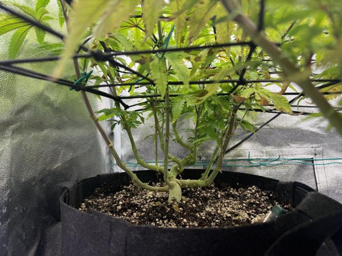 Wizard Trees Broadway Runtz 📺. Week 11