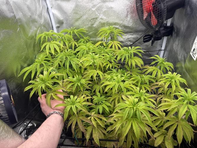 Wizard Trees Broadway Runtz 📺. Week 11