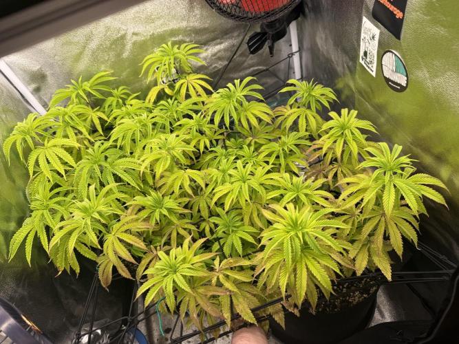 Wizard Trees Broadway Runtz 📺. Week 11