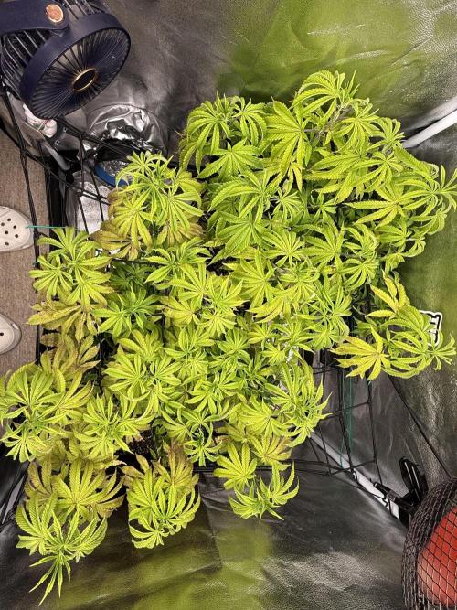 Wizard Trees Broadway Runtz 📺. Week 11