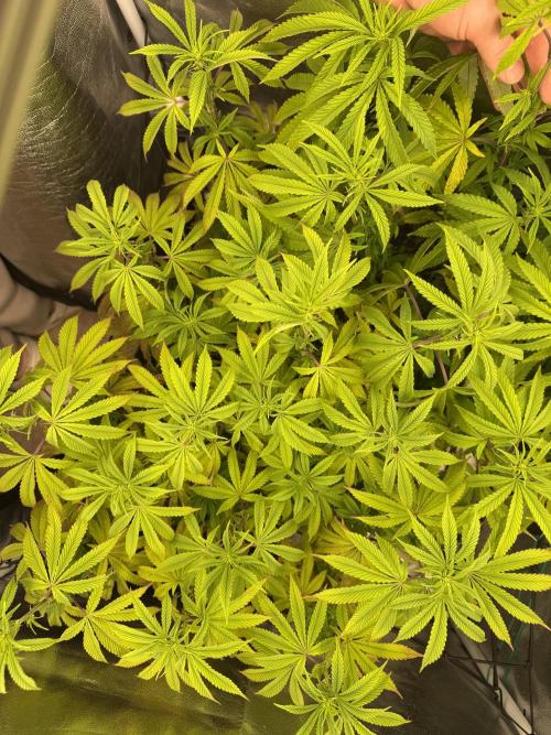 Wizard Trees Broadway Runtz 📺. Week 12