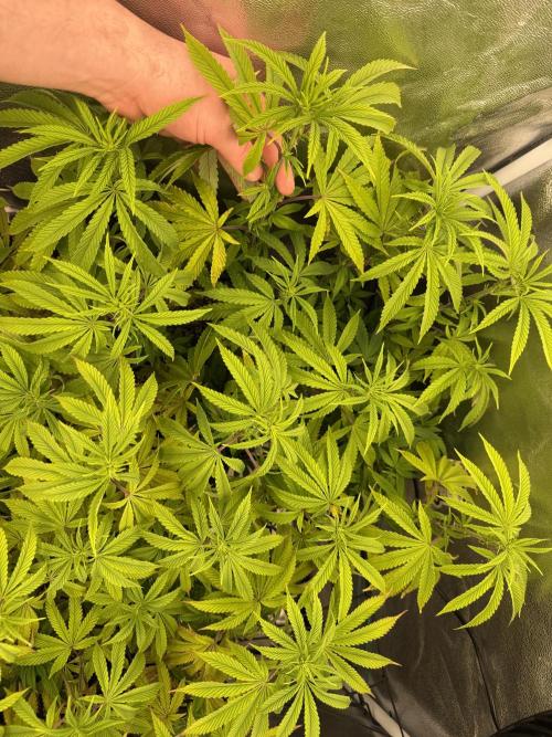 Wizard Trees Broadway Runtz 📺. Week 12