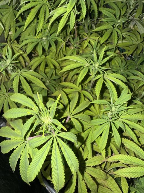 Wizard Trees Broadway Runtz 📺. Week 12