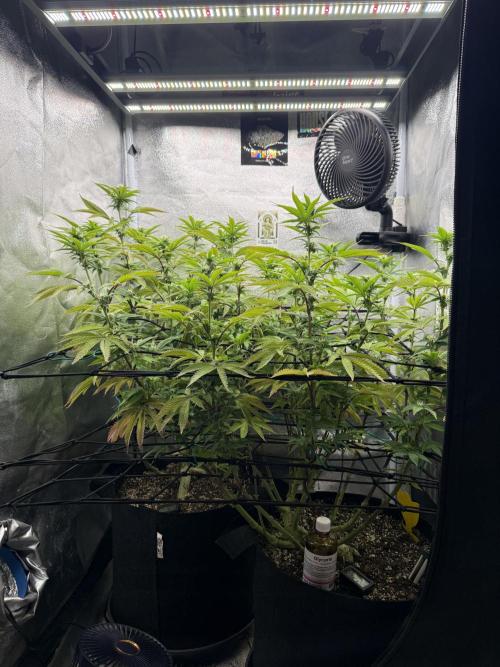 Wizard Trees Broadway Runtz 📺. Week 13