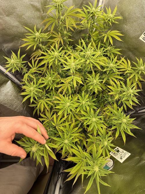 Wizard Trees Broadway Runtz 📺. Week 13