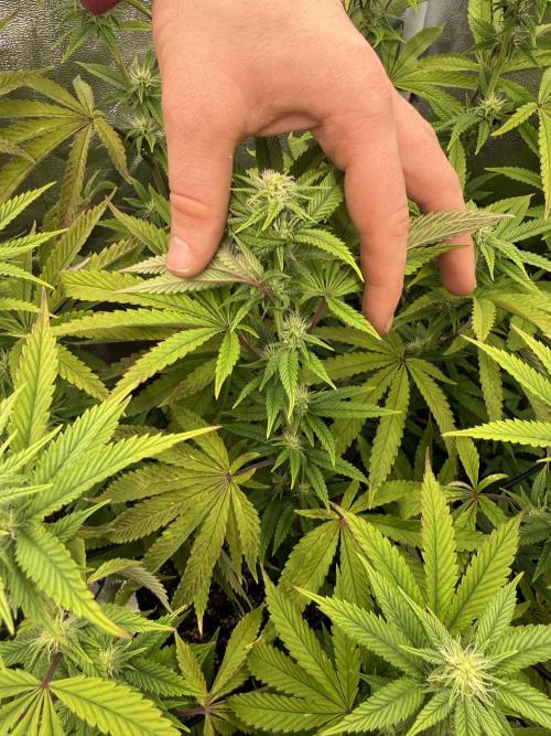 Wizard Trees Broadway Runtz 📺. Week 13