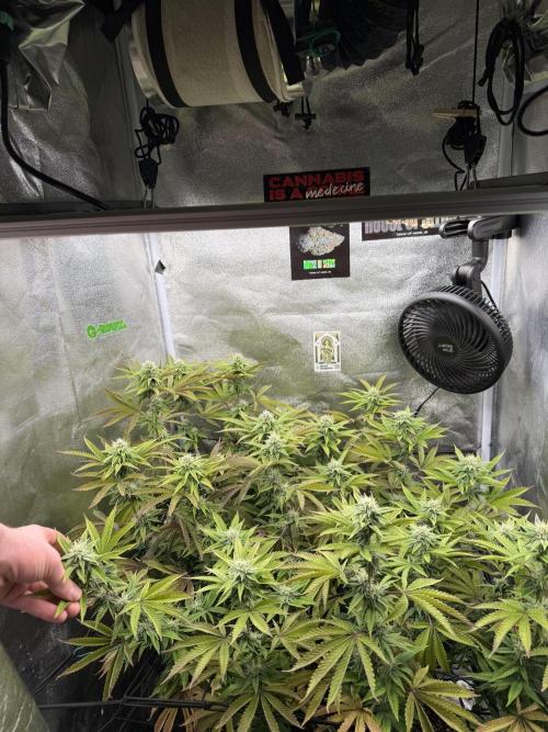 Wizard Trees Broadway Runtz 📺. Week 14