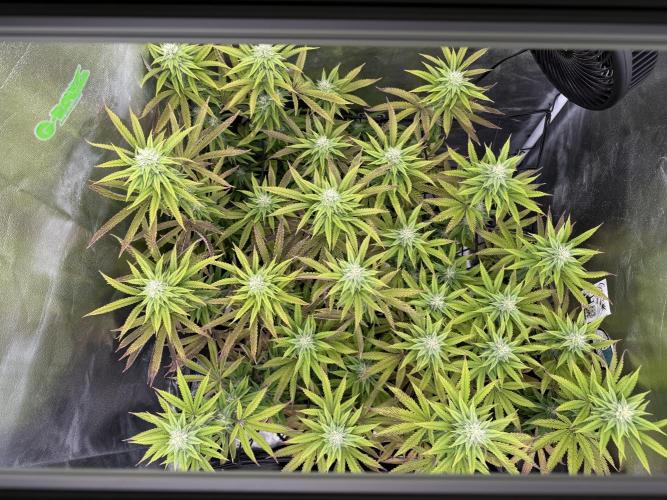 Wizard Trees Broadway Runtz 📺. Week 14