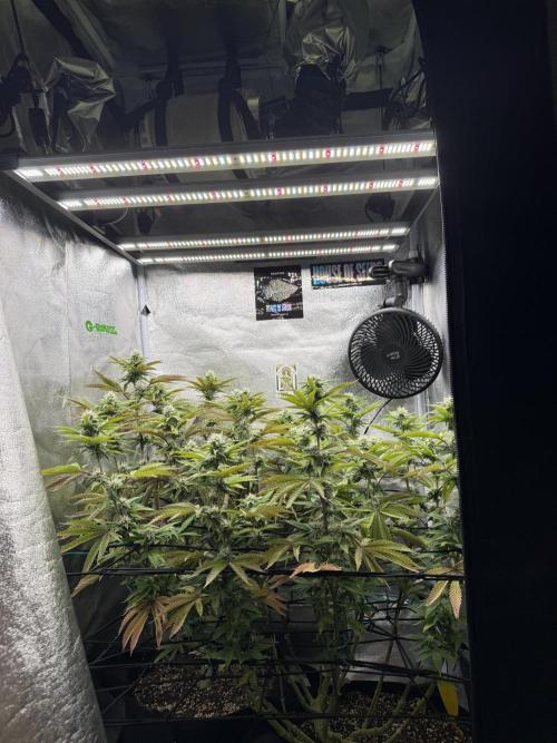 Wizard Trees Broadway Runtz 📺. Week 14