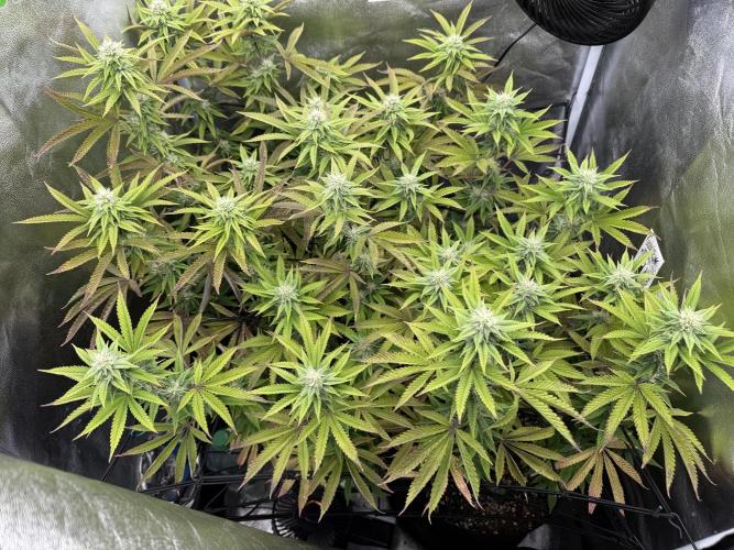 Wizard Trees Broadway Runtz 📺. Week 14