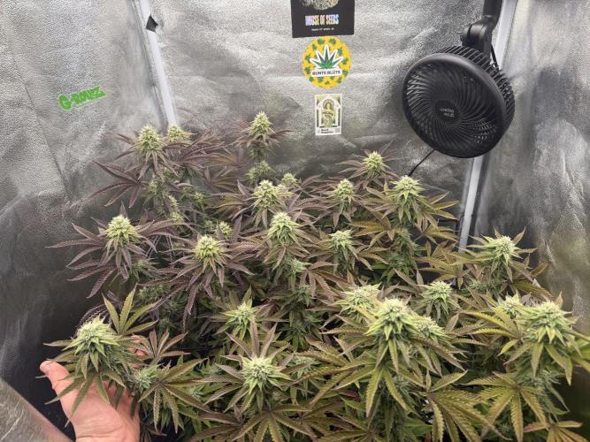 Wizard Trees Broadway Runtz 📺. Week 15