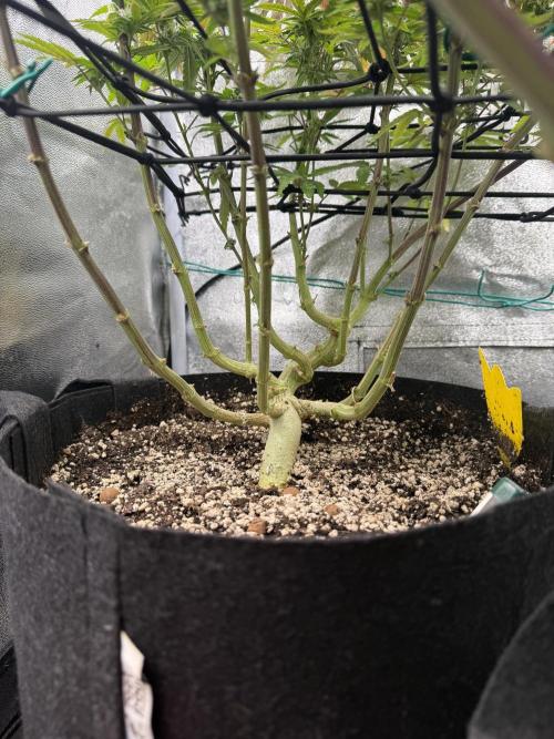 Wizard Trees Broadway Runtz 📺. Week 15
